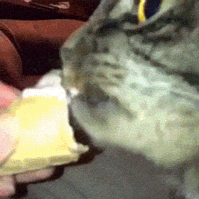 고양이 요리왕 비룡 버전.gif | 인스티즈