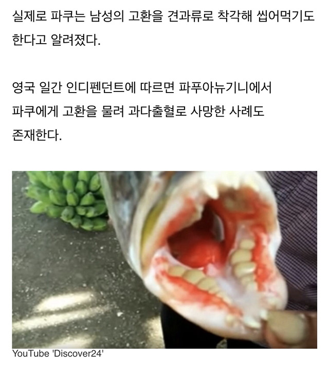 남성 성기를 '땅콩'으로 착각해 물어뜯는 식인 물고기 (물고기 사진주의) | 인스티즈
