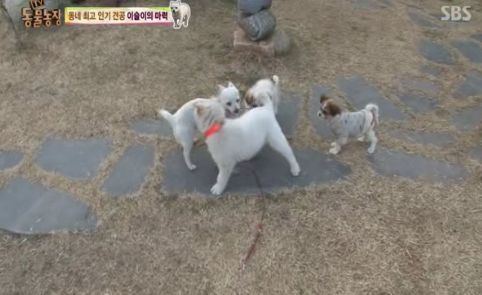 동네 최고 인기견 이슬이 ㅋㅋㅋㅋ.jpg | 인스티즈