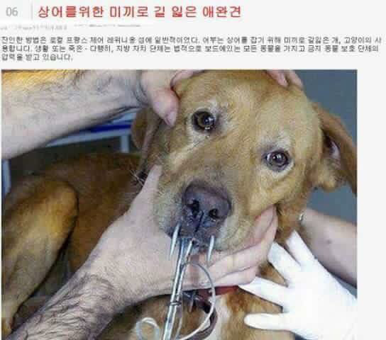 혐)상어를 잡기 위한 미끼 | 인스티즈