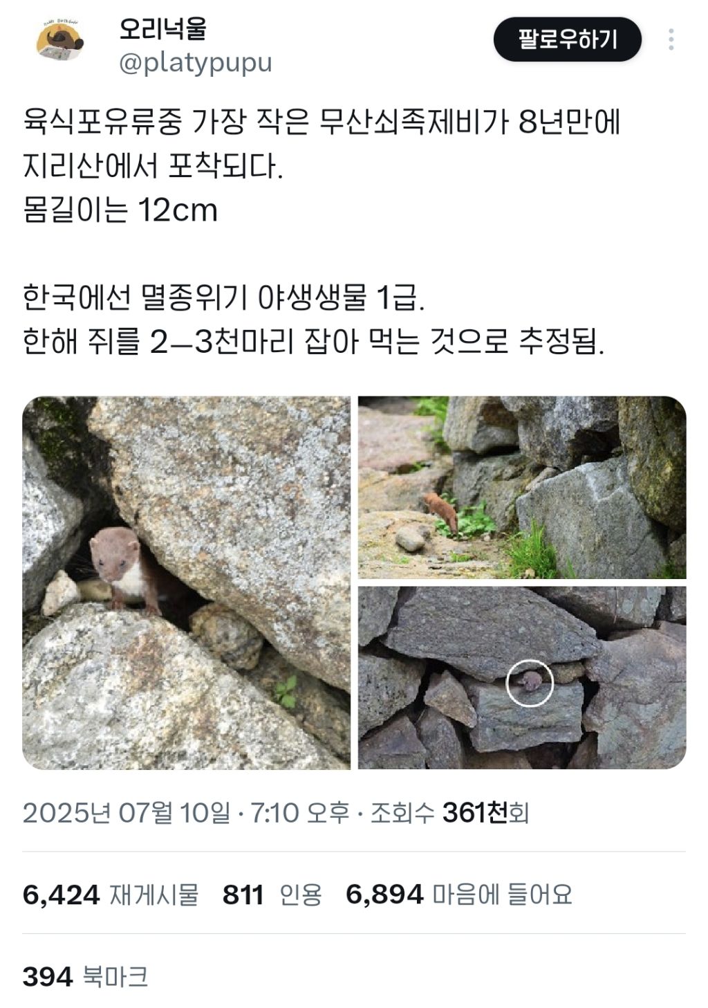 지리산에서 8년 만에 발견됐다는 무산쇠족제비 | 인스티즈