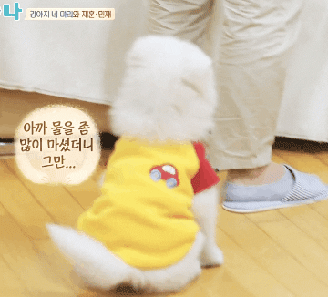 [마리와나] 엉엉이란 말이 잘 어울리는 사모예드 4남매 - 2 | 인스티즈