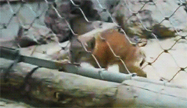 집 나갔다가 엄마한테 목덜미 물리는 스라소니.gif | 인스티즈