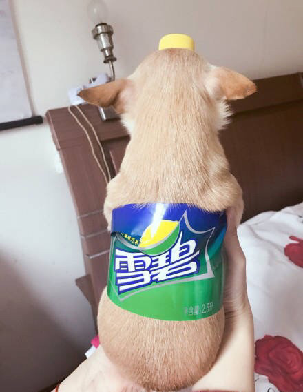 댕료수.jpg | 인스티즈
