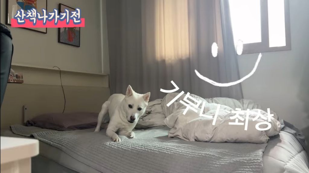 작년 여름 홍수에 목줄에 묶여 도망도 못가고 극적으로 구조된 강아지 기억나??? 근황떴어 | 인스티즈