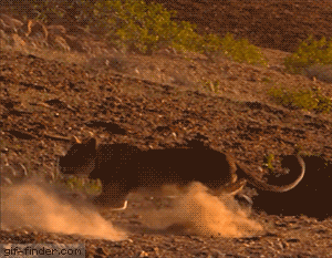 기린이 사자를 제압하는 법.gif | 인스티즈