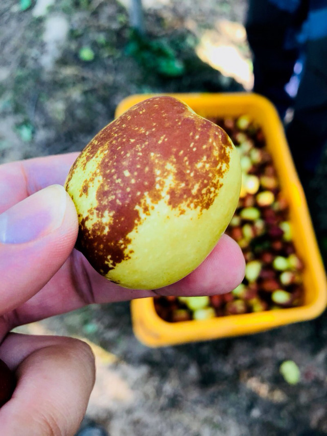 생으로 먹으면 의외로 짱맛탱이라는 과일 | 인스티즈