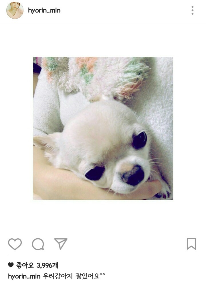 악플 엄청 받고 있는 민효린 반려 동물 사건 정리 글.......jpg | 인스티즈