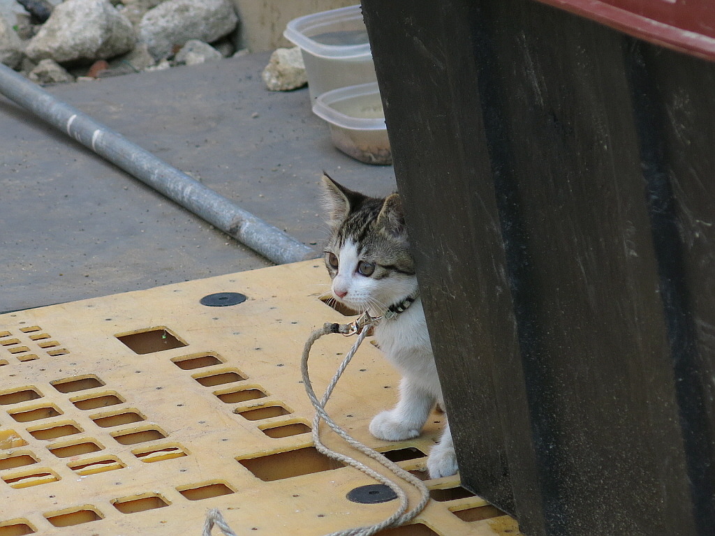 길냥이 이야기 | 인스티즈