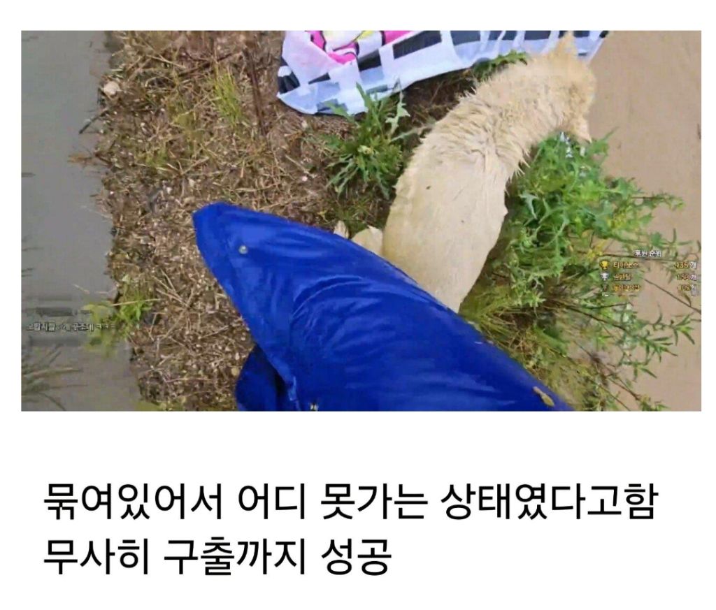 작년 여름 홍수에 목줄에 묶여 도망도 못가고 극적으로 구조된 강아지 기억나??? 근황떴어 | 인스티즈