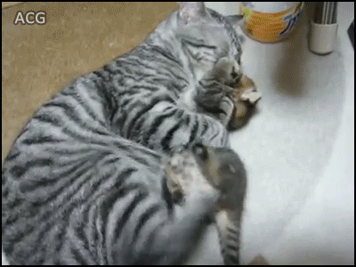 고양이의 자식 사랑 .gif | 인스티즈