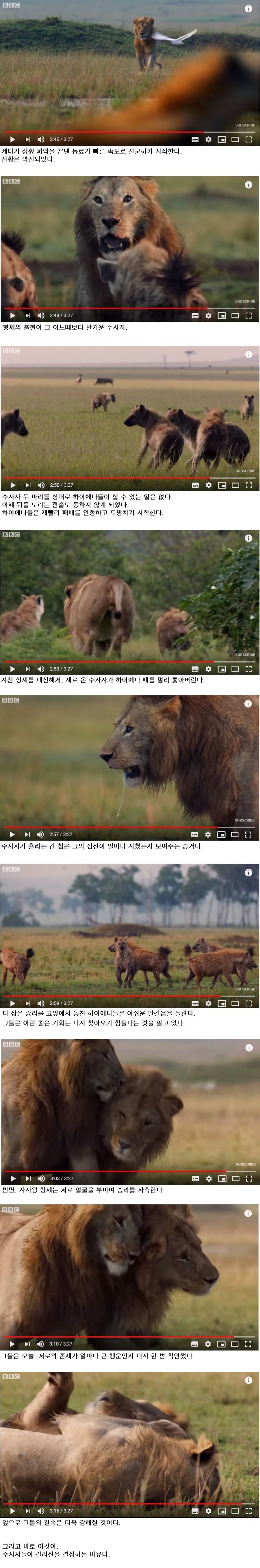 손에 땀을쥐게하는 숫사자vs하이에나 무리의 싸움..jpg | 인스티즈