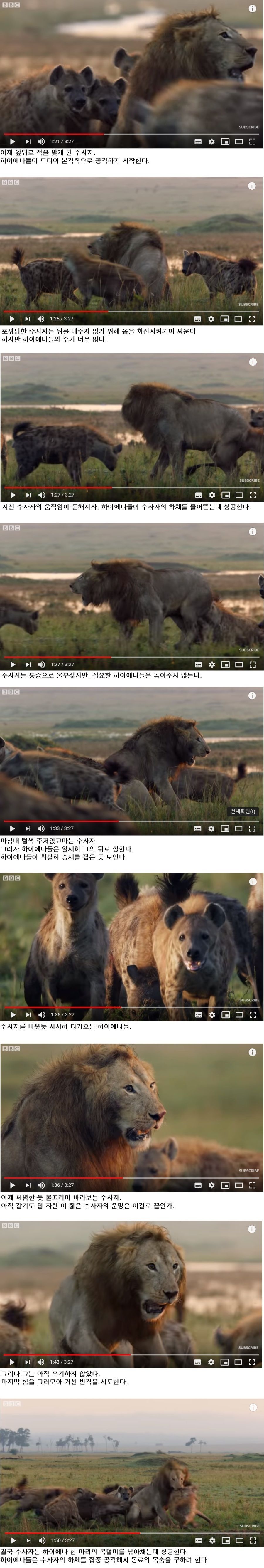손에 땀을쥐게하는 숫사자vs하이에나 무리의 싸움..jpg | 인스티즈