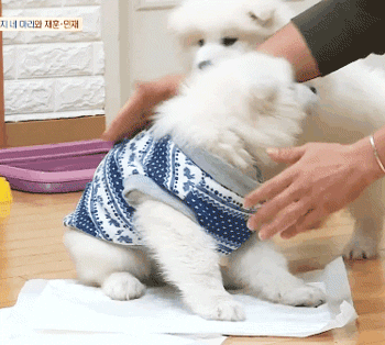 [마리와나] 엉엉이란 말이 잘 어울리는 사모예드 4남매 - 2 | 인스티즈