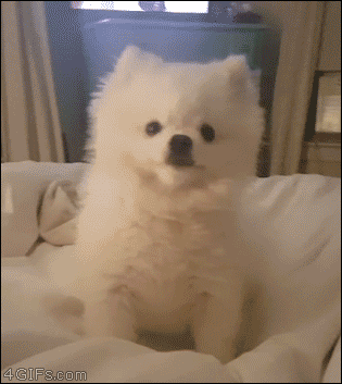 커여운 댕댕이 냥이 짤 | 인스티즈