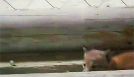 집 나갔다가 엄마한테 목덜미 물리는 스라소니.gif | 인스티즈