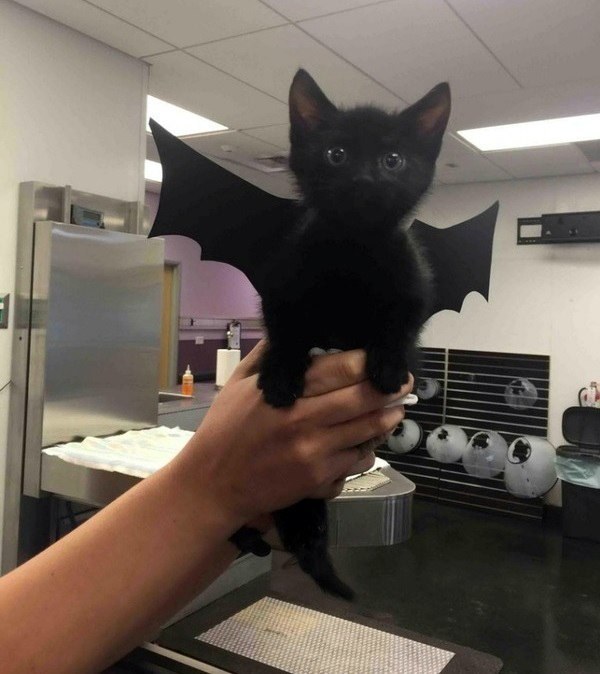 해외에서 귀엽다고 난리인 할로윈 고양이 코스튬 | 인스티즈