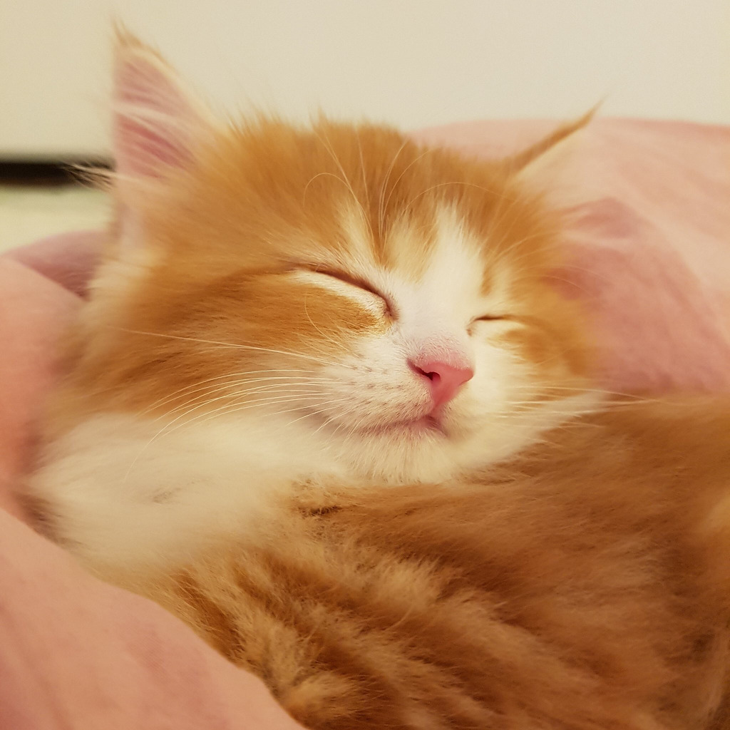 인터넷에서 겁나 유명한 이 고양이의 정체.....jpg | 인스티즈