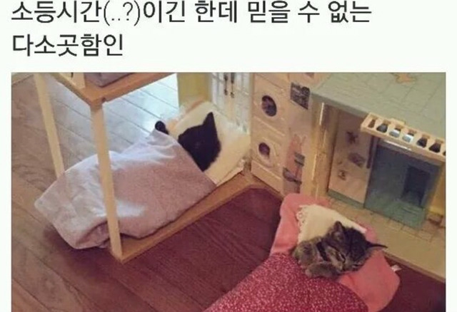 고양이 소등시간 | 인스티즈