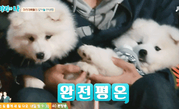 [마리와나] 엉엉이란 말이 잘 어울리는 사모예드 4남매 - 2 | 인스티즈