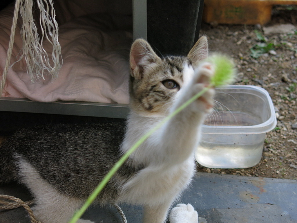 길냥이 이야기 | 인스티즈