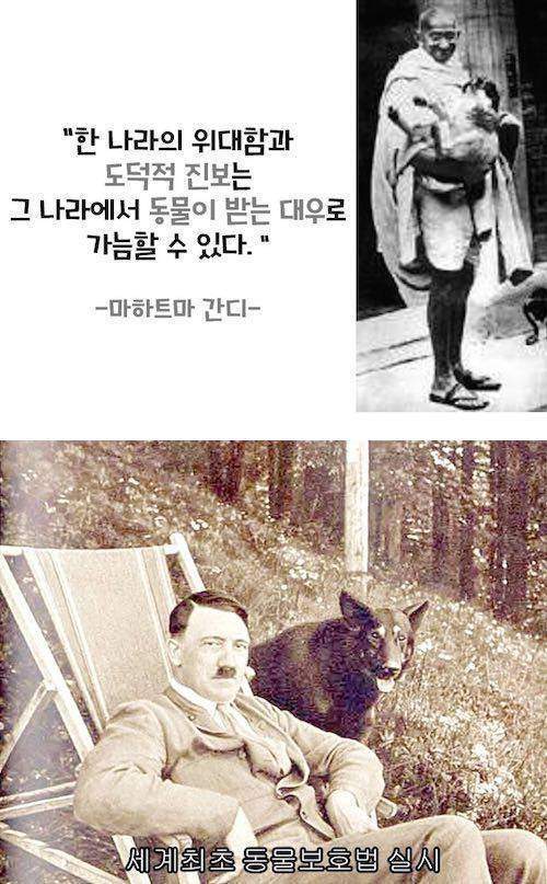 마하트마 간디: 한 나라의 위대함과 도덕적 진보는 그나라에서 동물이 받는 대우로 가늠할수 있다 | 인스티즈