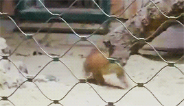 집 나갔다가 엄마한테 목덜미 물리는 스라소니.gif | 인스티즈