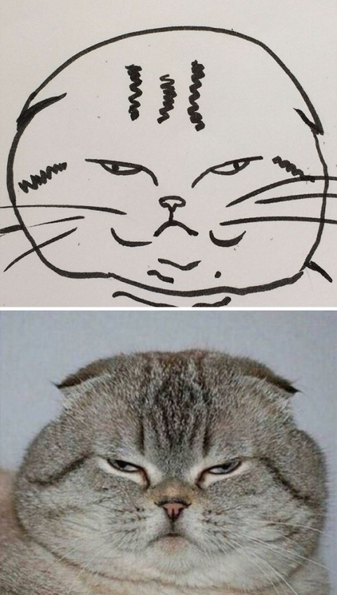 완벽한 고양이 묘사.jpg | 인스티즈
