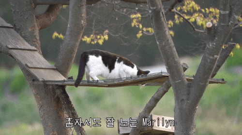 haha ha네 삼색이네 가족은 자기들끼리 노는게 제일 행복하고 재미있어 보임 | 인스티즈