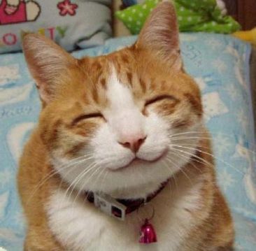귀여운 고양이 스페셜.jpgif | 인스티즈