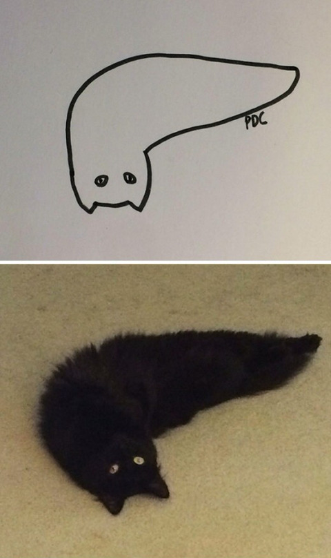 완벽한 고양이 묘사.jpg | 인스티즈