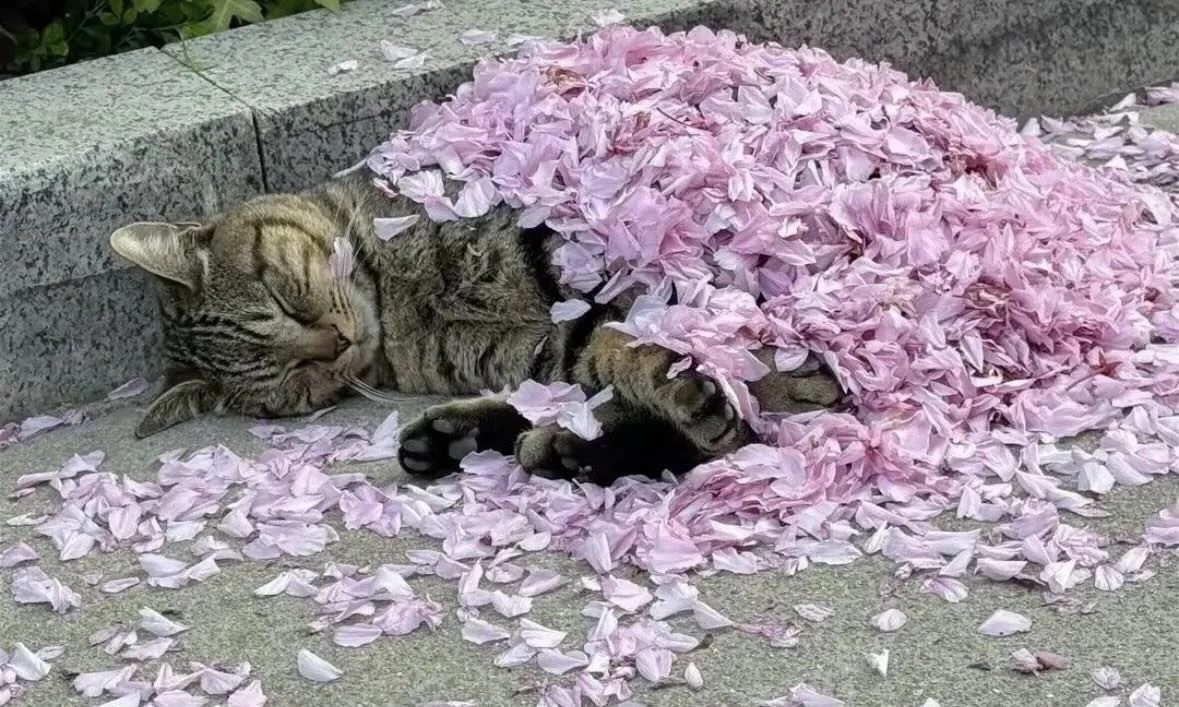 꽃입을 덮고 잠든 고양이 | 인스티즈