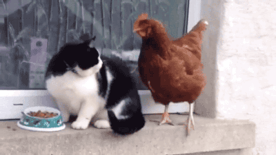 고양이와 닭.gif | 인스티즈
