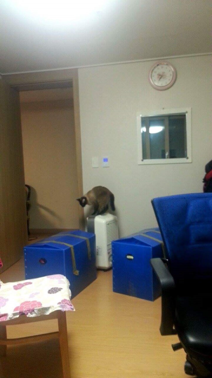 고양이들의 일상.jpg | 인스티즈