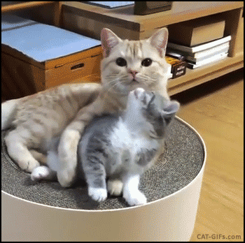 고양이의 자식 사랑 .gif | 인스티즈
