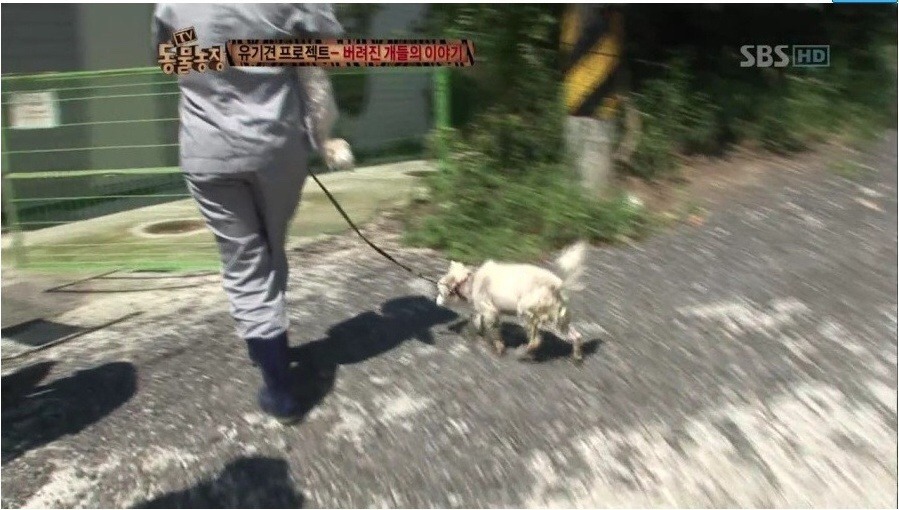 독한 마음을 먹지 않고서는 도저히 할 수 없는 직업 - 버려진 개들의 이야기.jpg | 인스티즈