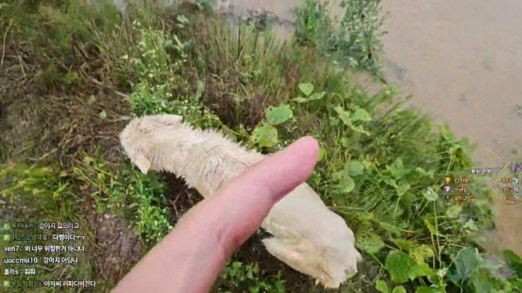 작년 여름 홍수에 목줄에 묶여 도망도 못가고 극적으로 구조된 강아지 기억나??? 근황떴어 | 인스티즈