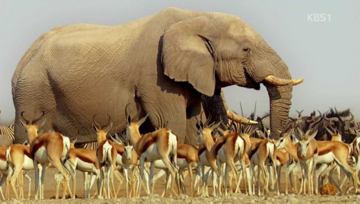 아프리카코끼리 1마리 vs 강호동 100명 .jpg | 인스티즈
