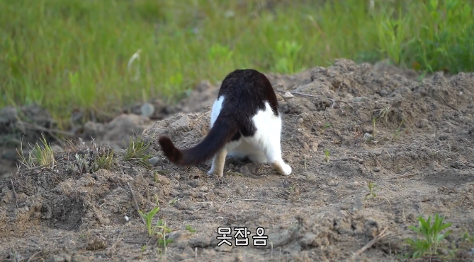 haha ha네 삼색이네 가족은 자기들끼리 노는게 제일 행복하고 재미있어 보임 | 인스티즈