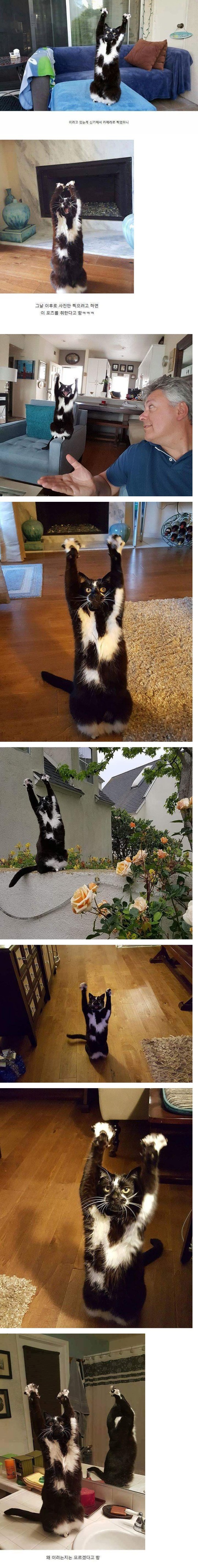 만세하는 고양이 | 인스티즈