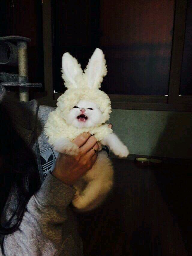 고양이 아니라 토끼~ | 인스티즈