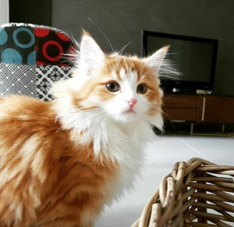 인터넷에서 겁나 유명한 이 고양이의 정체.....jpg | 인스티즈