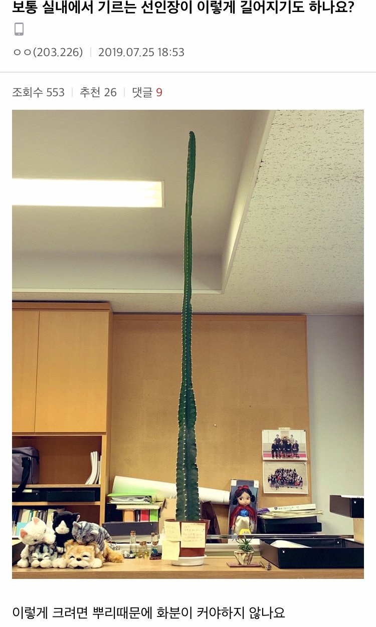 실내에서 키우는 선인장이 이렇게 크나요? | 인스티즈