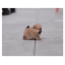 사람을 공격하는 맹견 | 인스티즈