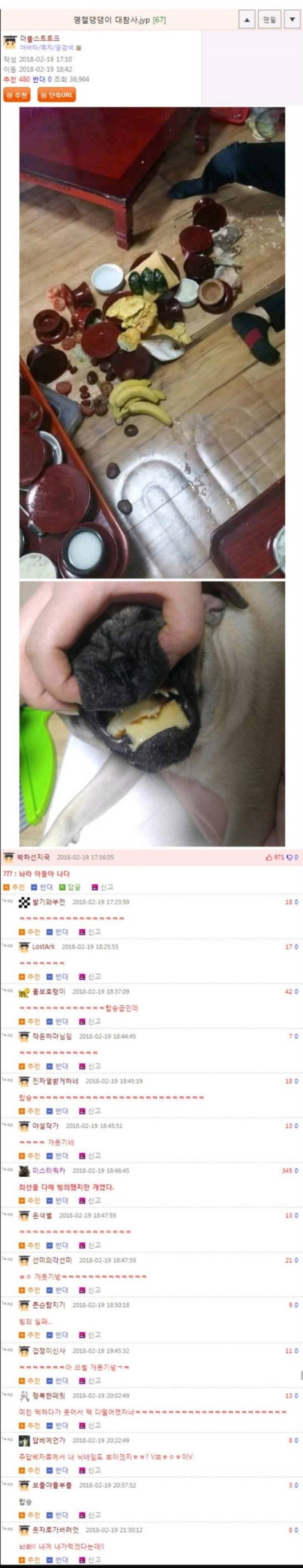명절 댕댕이 대참사.jpg | 인스티즈