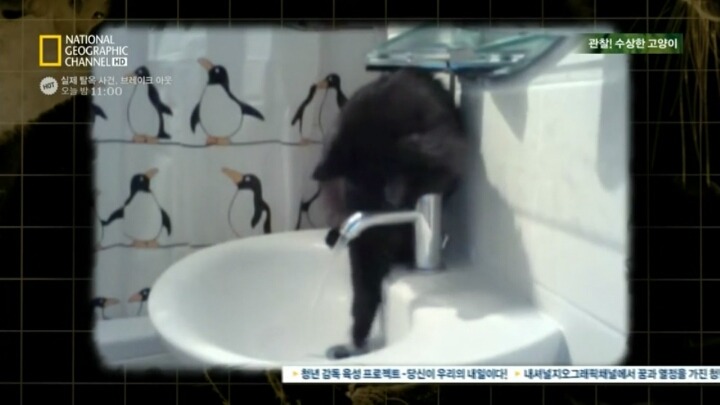 고양이가 자꾸 변기물 마시는이유.. | 인스티즈