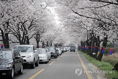 여자친구와 함께 떠나는 국내 최고의 벚꽃드라이브코스 | 인스티즈