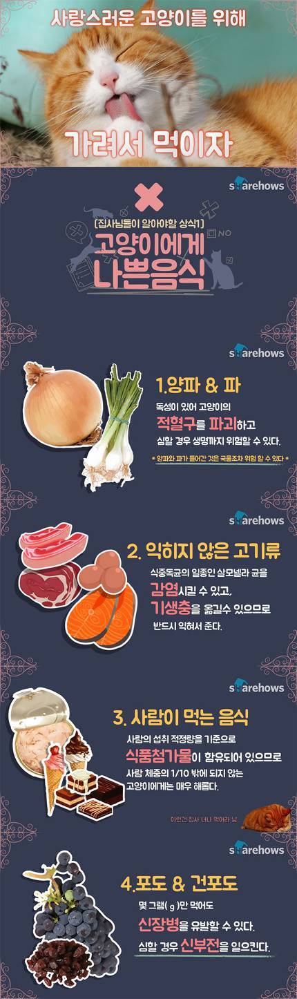 고양이에게 나쁜 음식&좋은 음식 | 인스티즈