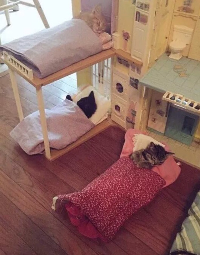 고양이 소등시간 | 인스티즈