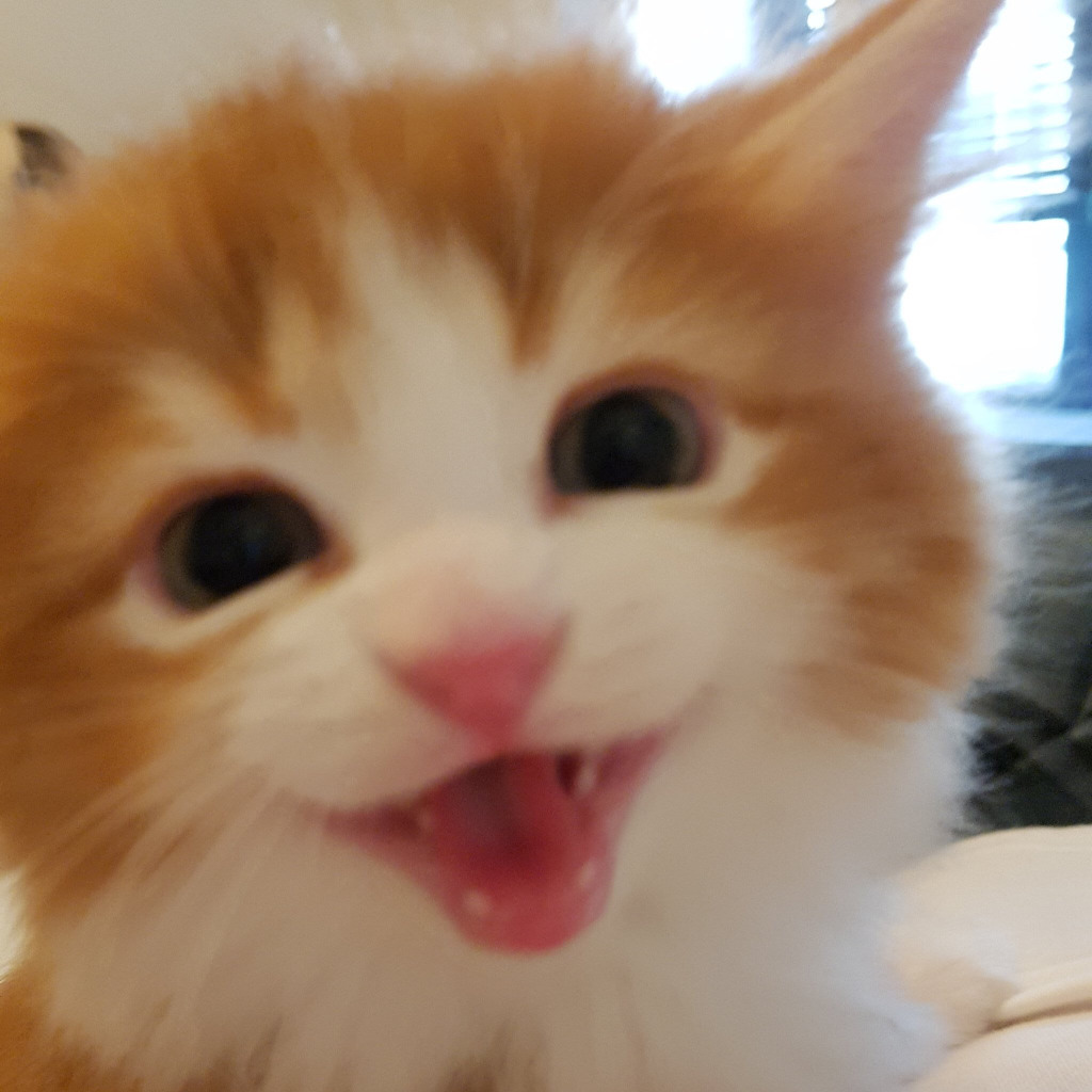 인터넷에서 겁나 유명한 이 고양이의 정체.....jpg | 인스티즈